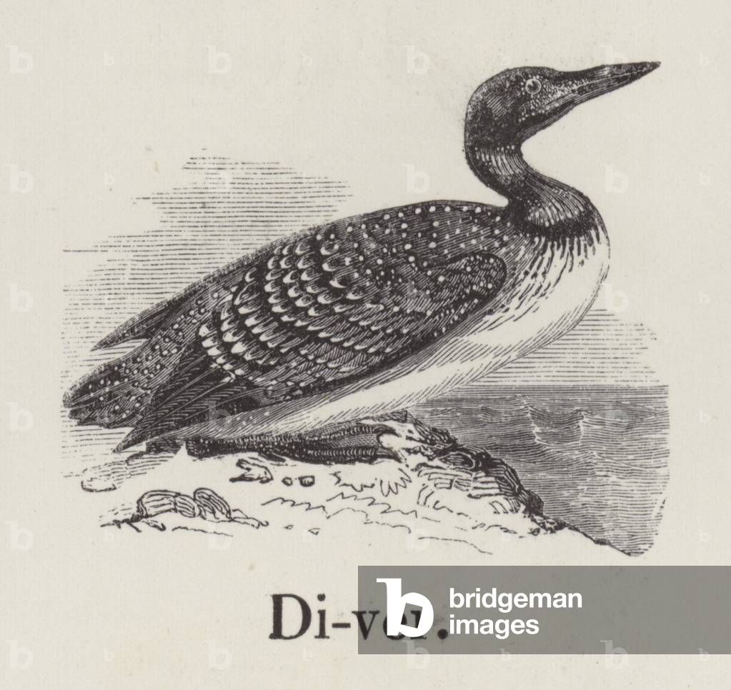 Diver (engraving)