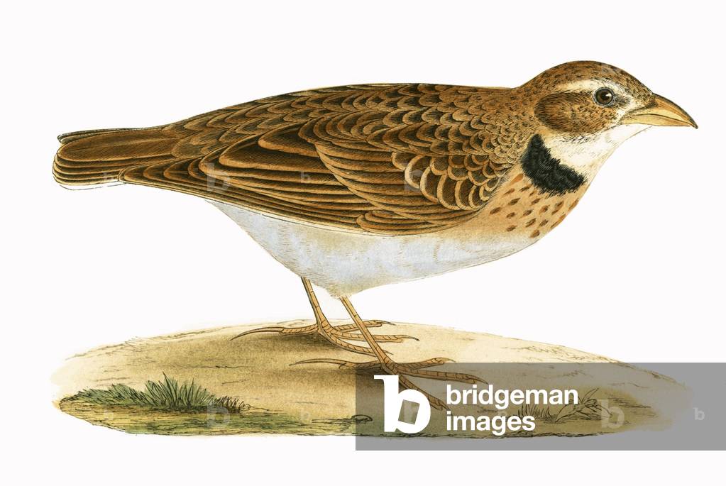 Calandra Lark, illustration from 'A History of the Birds of Europe Not Observed in the British Isles' by Charles Robert Bree (1811-86), published 1867 (colour litho)