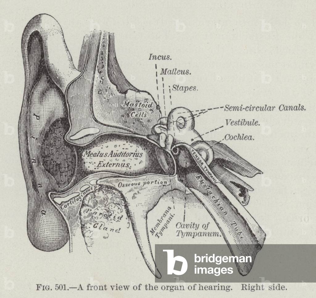A front view of the organ of hearing, right side (engraving)