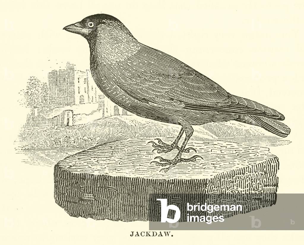 Jackdaw (engraving)