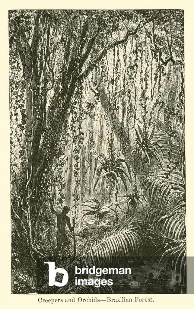 Creepers and Orchids, Brazilian Forest (engraving)