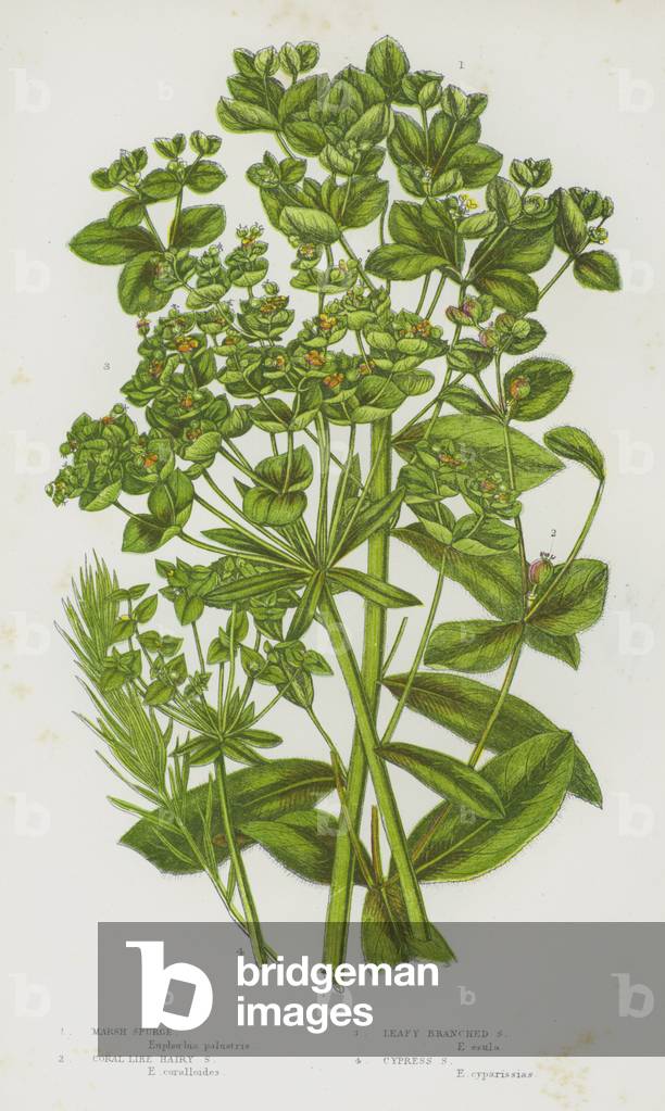 Flowering Plants of Great Britain: Marsh Spurge, Coral Like Hairy Spurge, Leafy Branched Spurge, Cypress Spurge (colour litho)