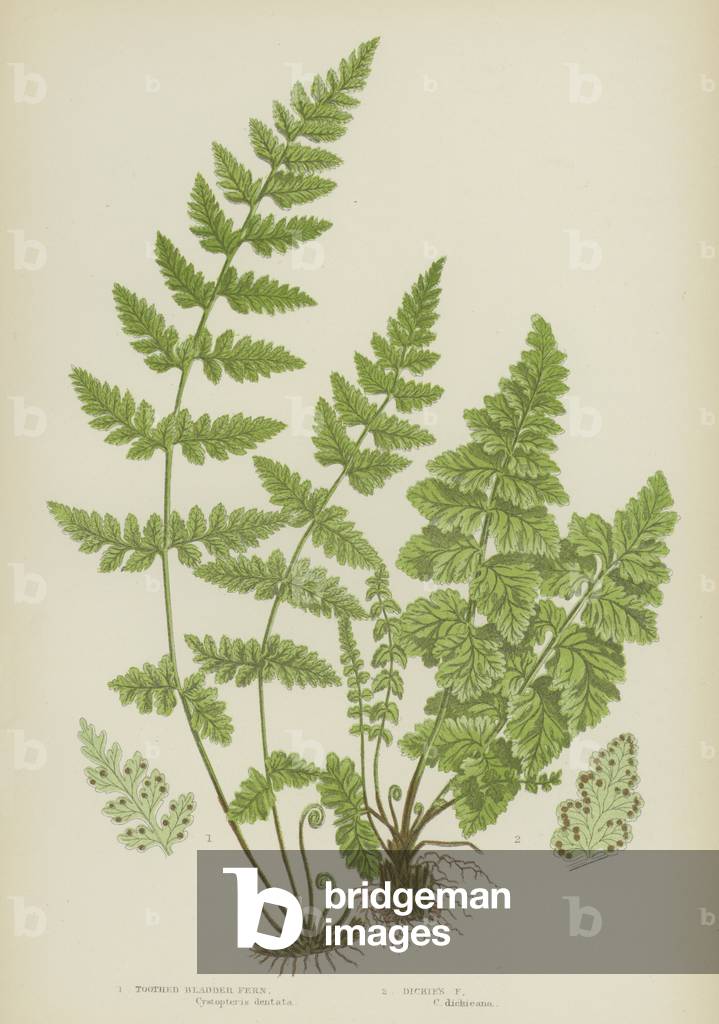 Toothed Bladder Fern, Dickies Fern (colour litho)