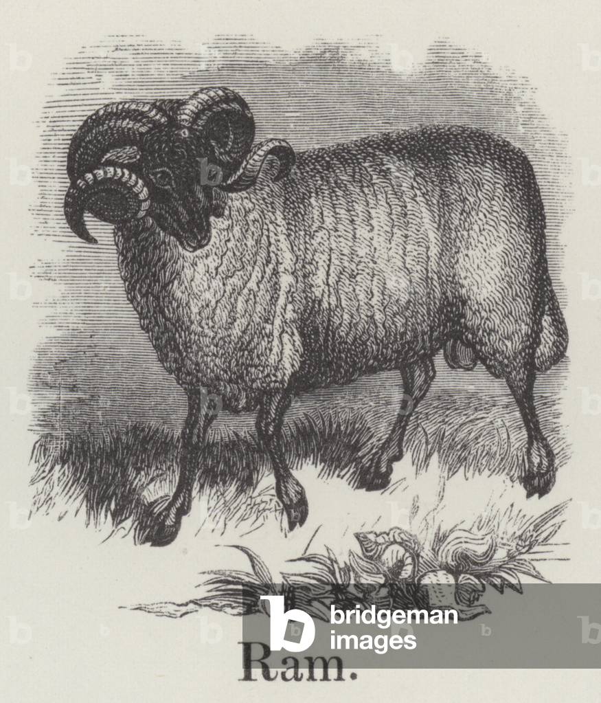 Ram (engraving)