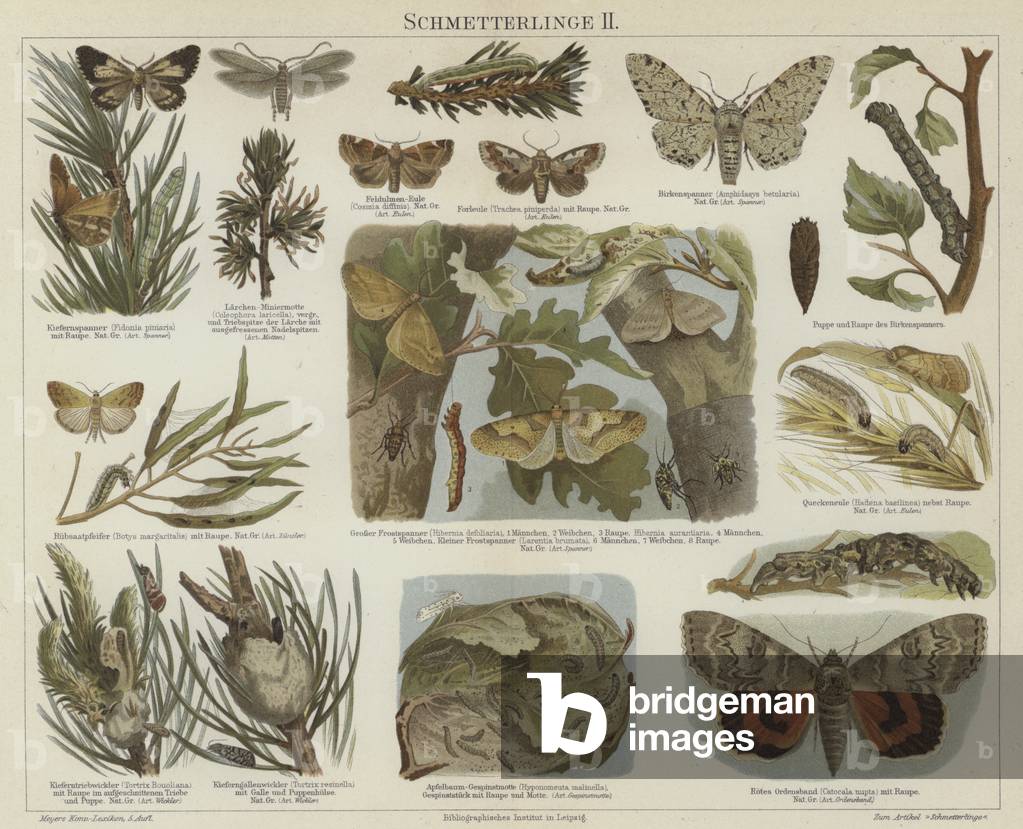 Butterflies and moths (colour litho)
