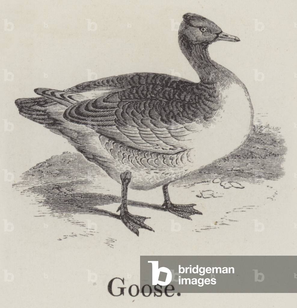 Goose (engraving)