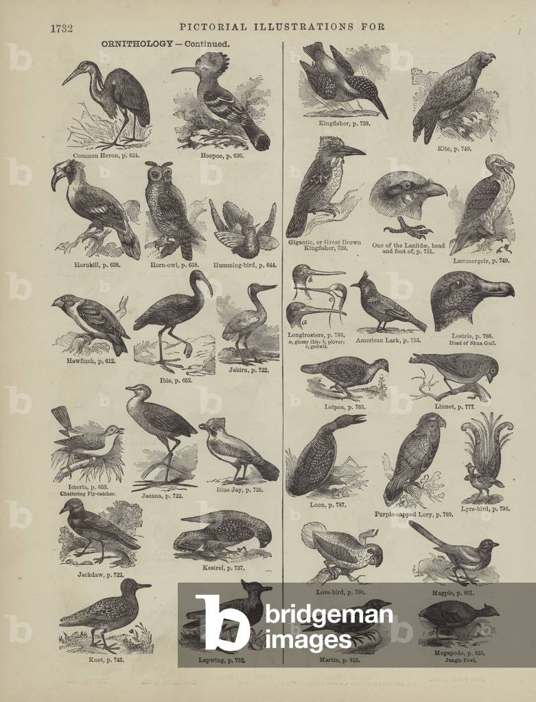 Page from Webster's Complete Dictionary (George Bell, 1877). (engraving)