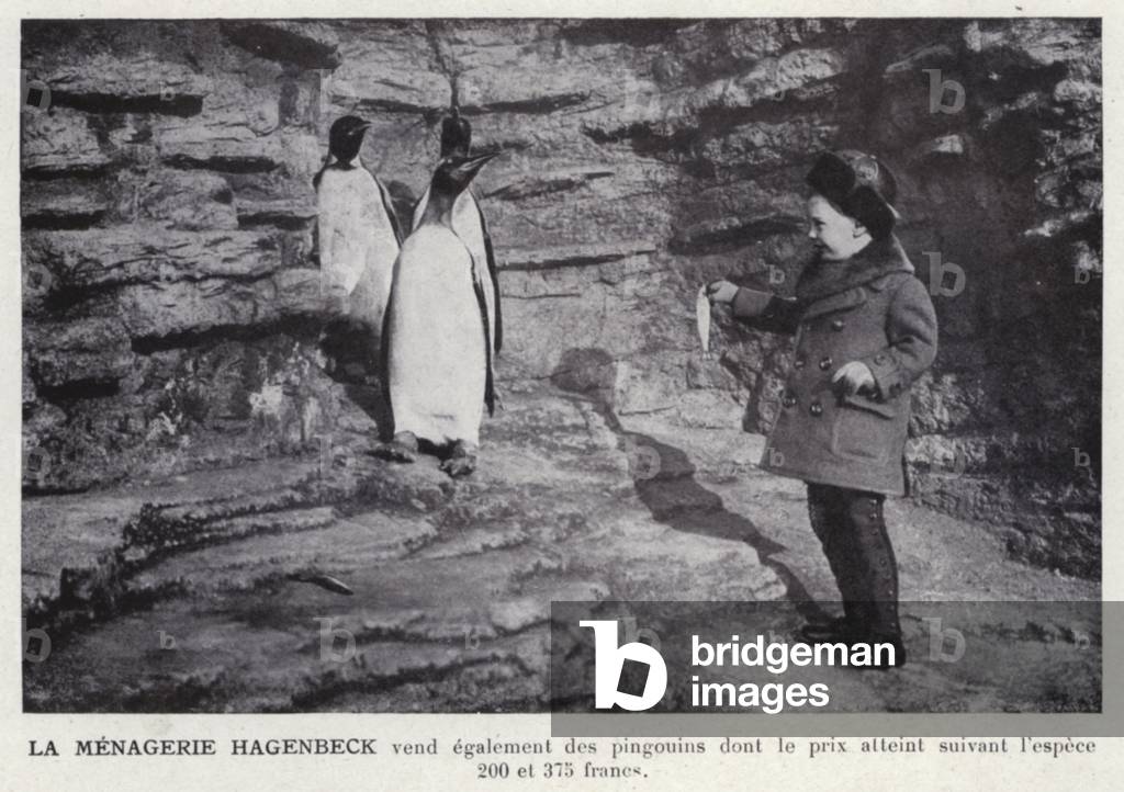 La Menagerie Hagenbeck (b/w photo)