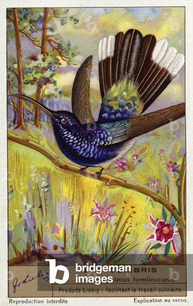 Violet sabrewing (Campylopterus hemileucurus) (chromolitho)