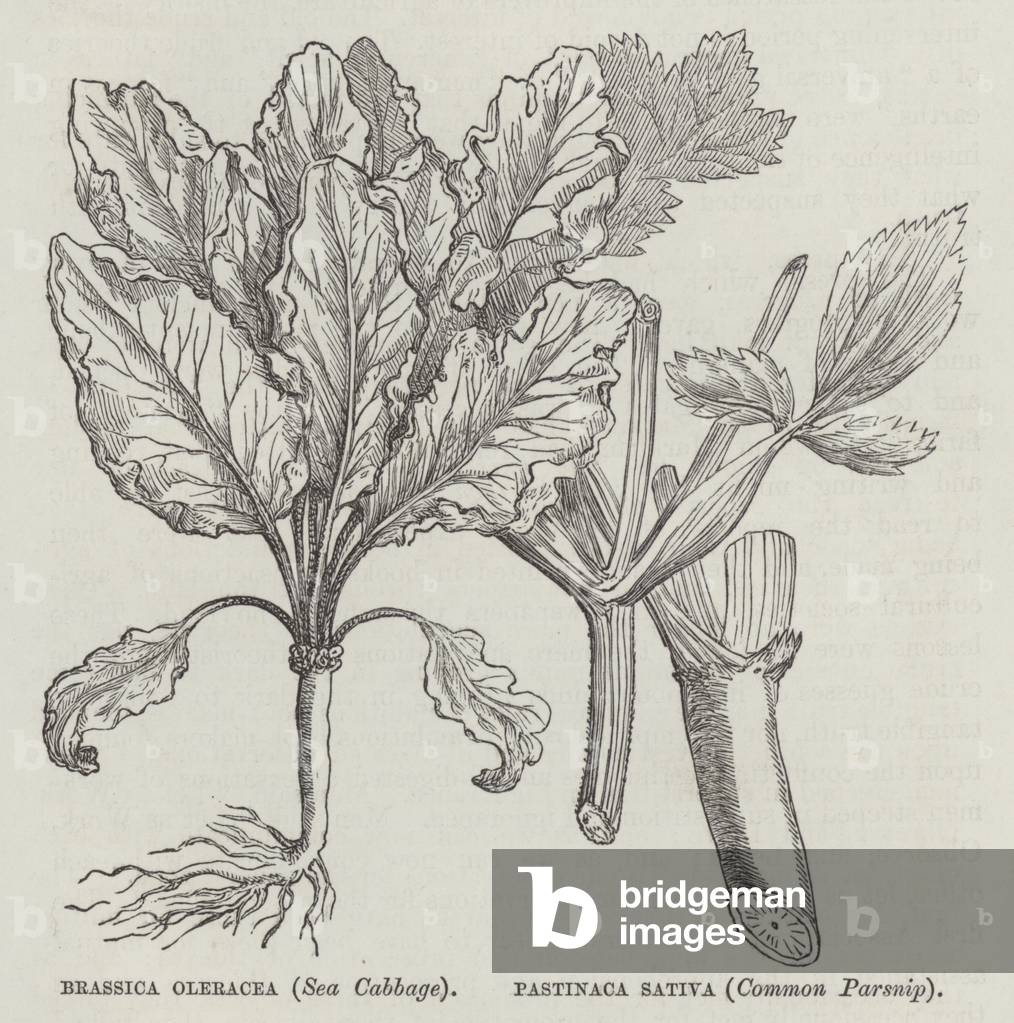Brassica oleracea (Sea Cabbage), Pastinaca sativa (Common Parsnip) (engraving)