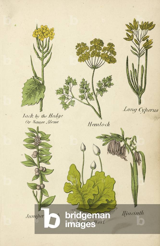 Jack by the Hedge Or Sauce Alone, Hemlock, Long Cyperus, Juniper Shrub, Liver Wort, Hyacinth (colour litho)