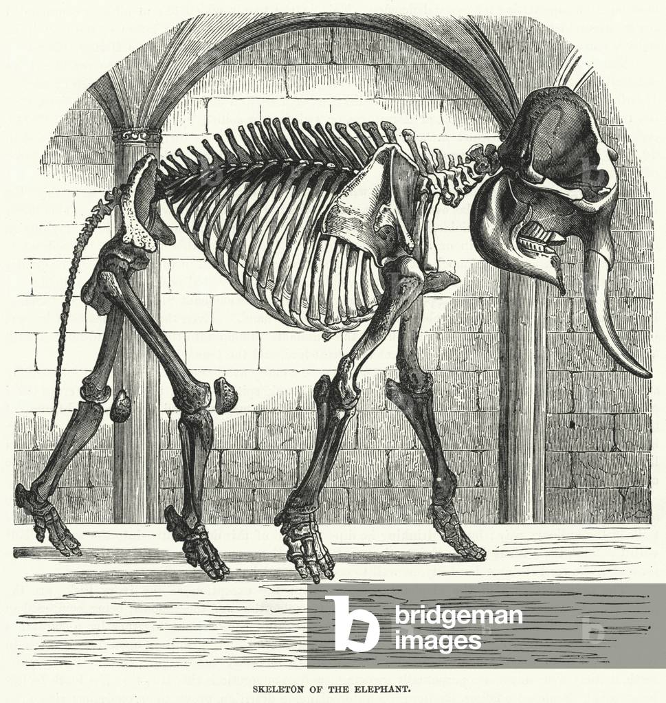 Skeleton of the Elephant (engraving)
