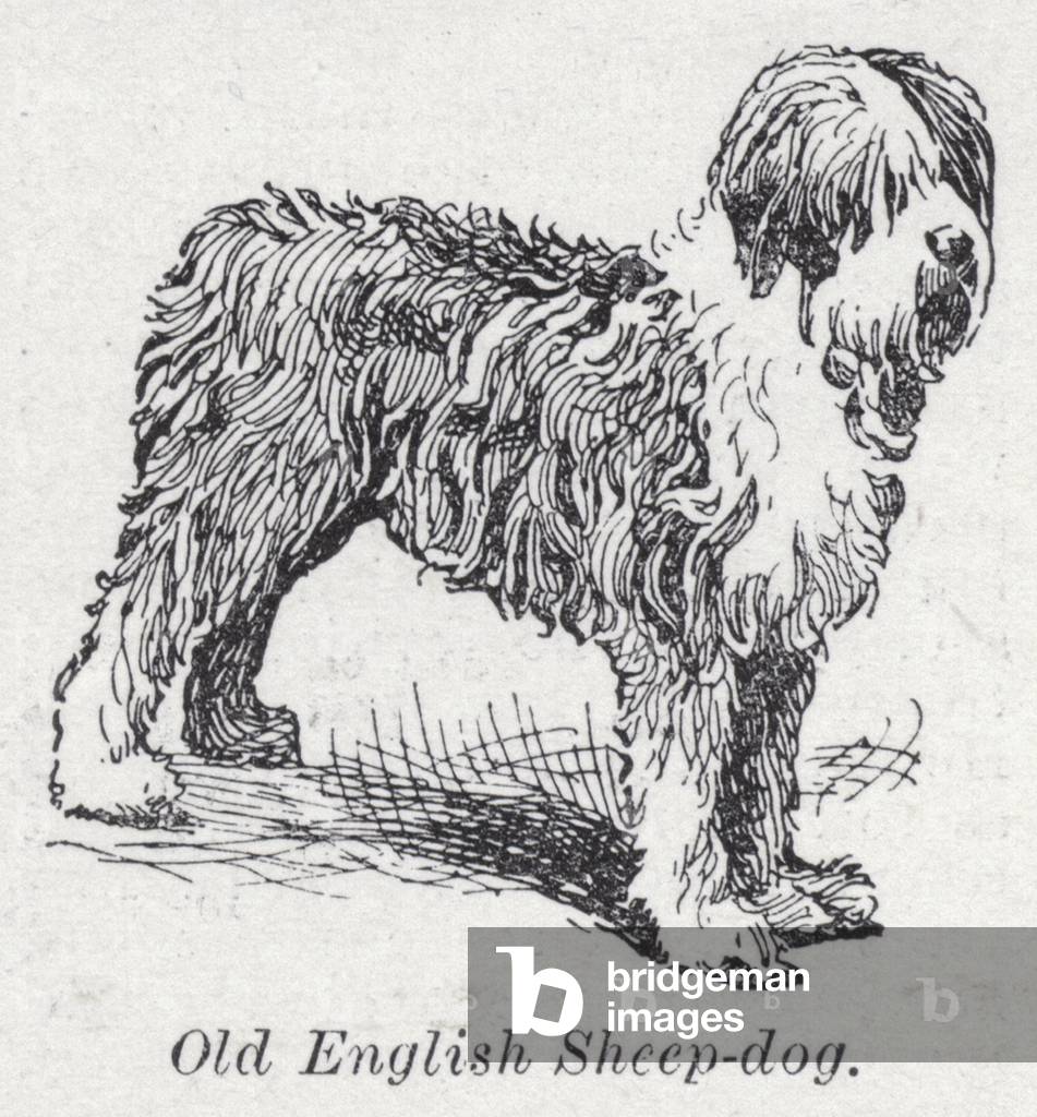 Old English sheep-dog (litho)