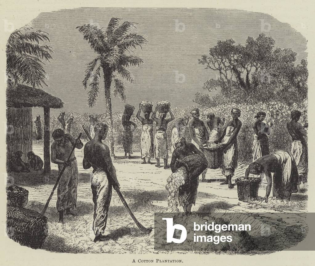 A Cotton Plantation (engraving)