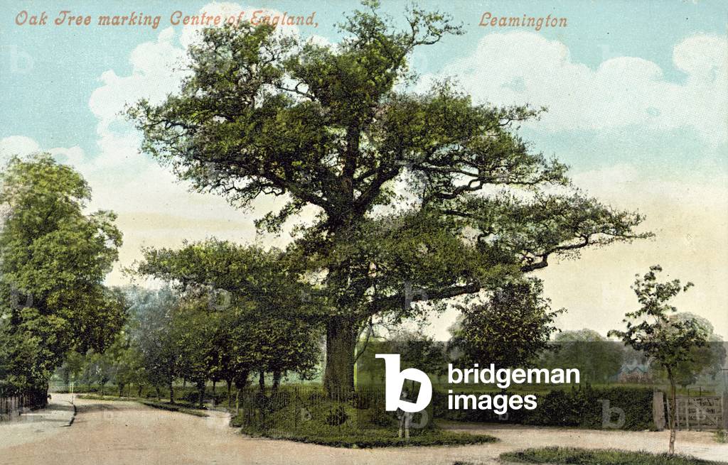 Oak tree marking the centre of England, Leamington Spa, Warwickshire (colour photo)