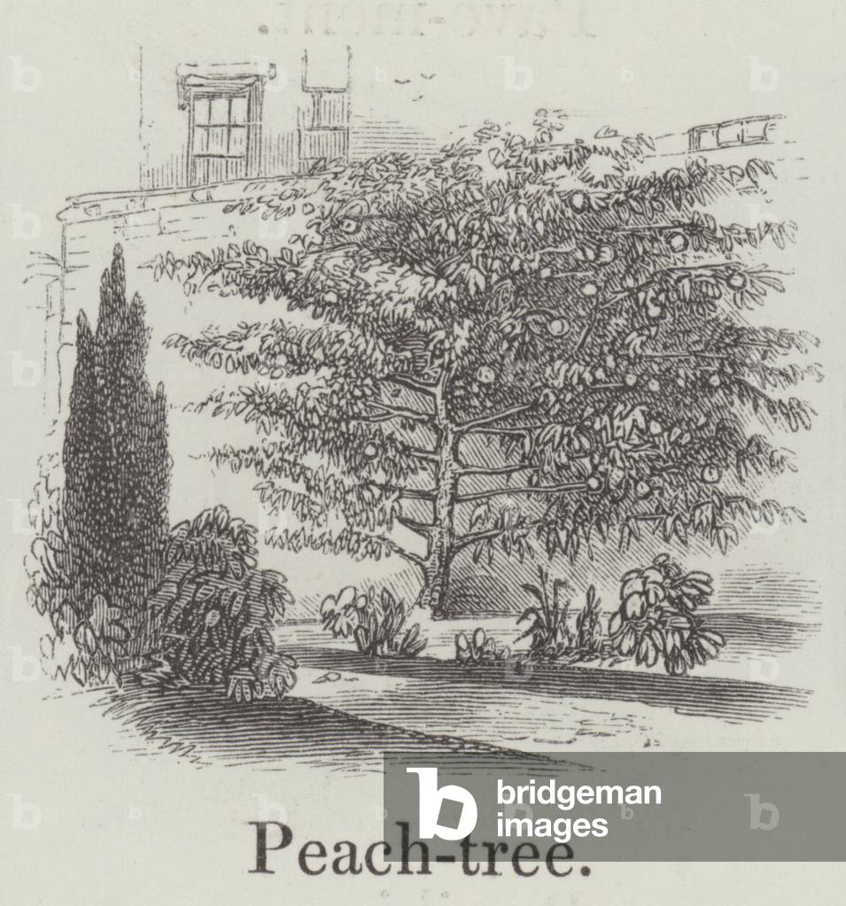 Peach tree (engraving)
