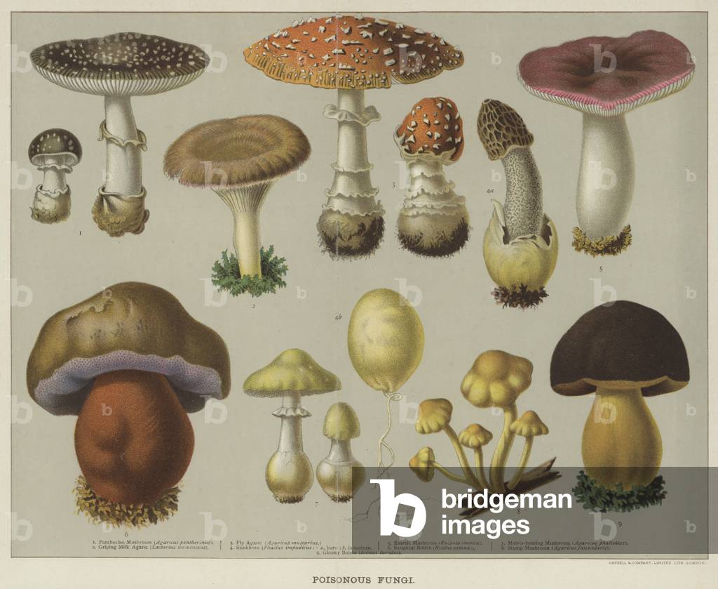 Poisonous fungi (colour litho)