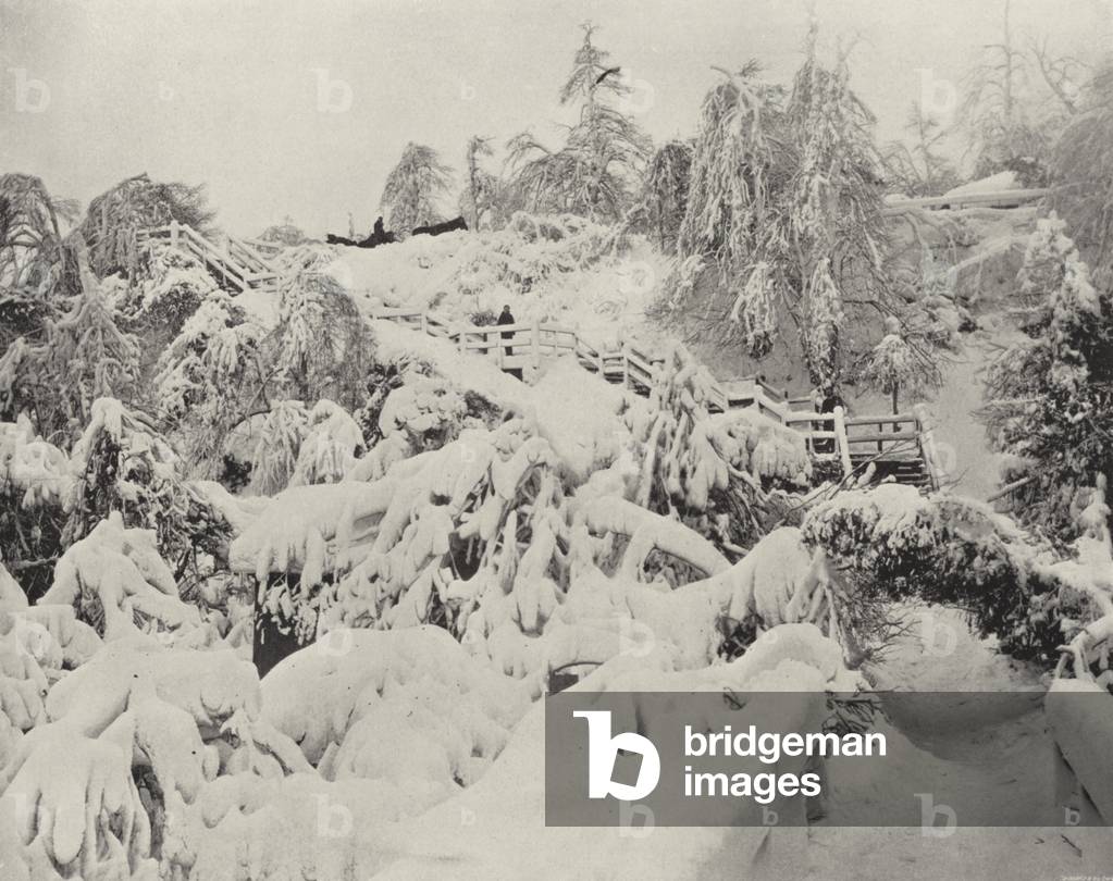 Winter Foliage on Luna Island (b/w photo)