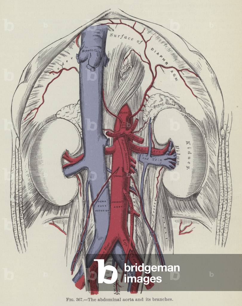 The abdominal aorta and its branches (engraving)