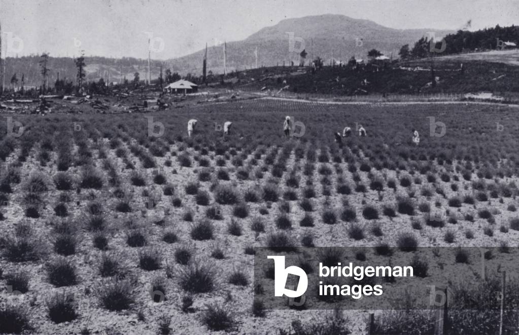 At the Bridestowe Lavender Estate, Lilydale (b/w photo)