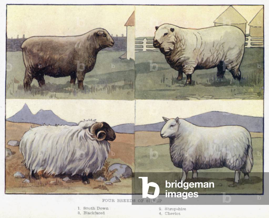 Four Breeds of Sheep (colour litho)