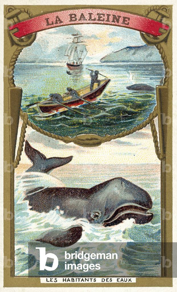 Whale (chromolitho)