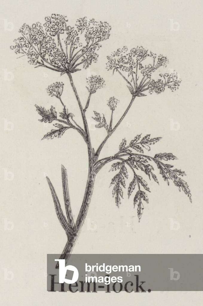 Hemlock (engraving)