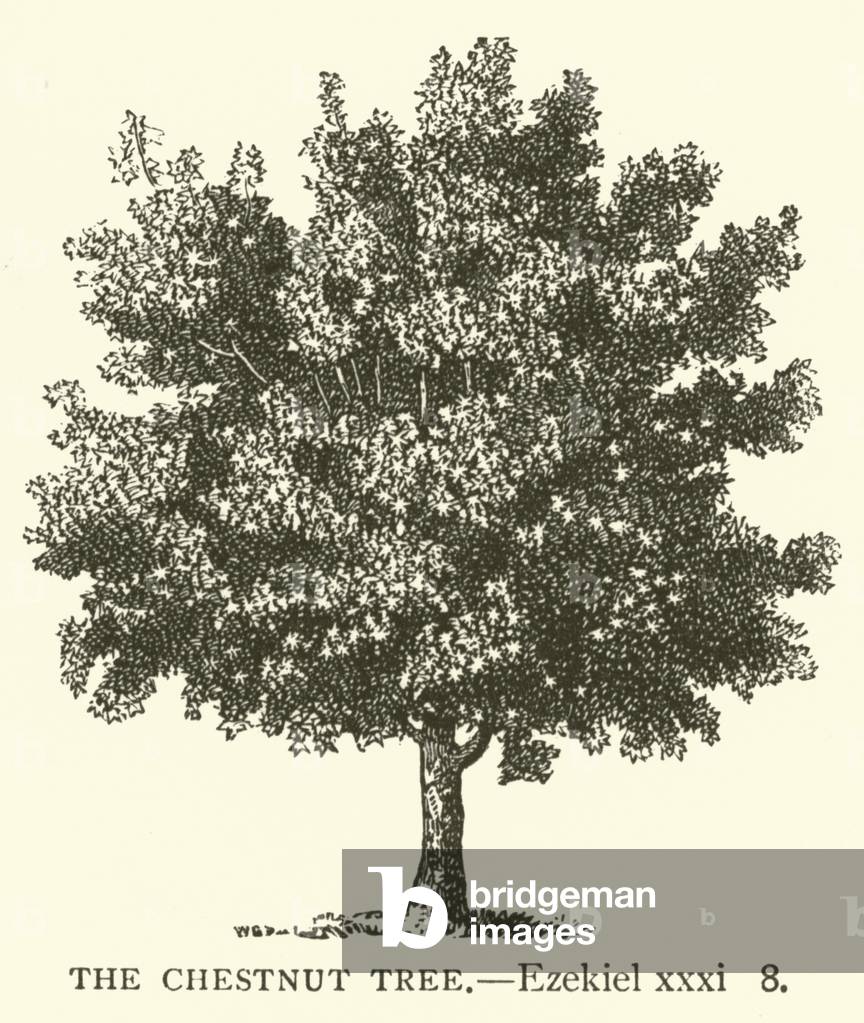 The Chestnut Tree, Ezekiel, xxxi, 8 (engraving)
