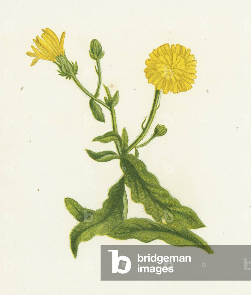 Hawkweed Picris, Picris Hieracioides (colour litho)