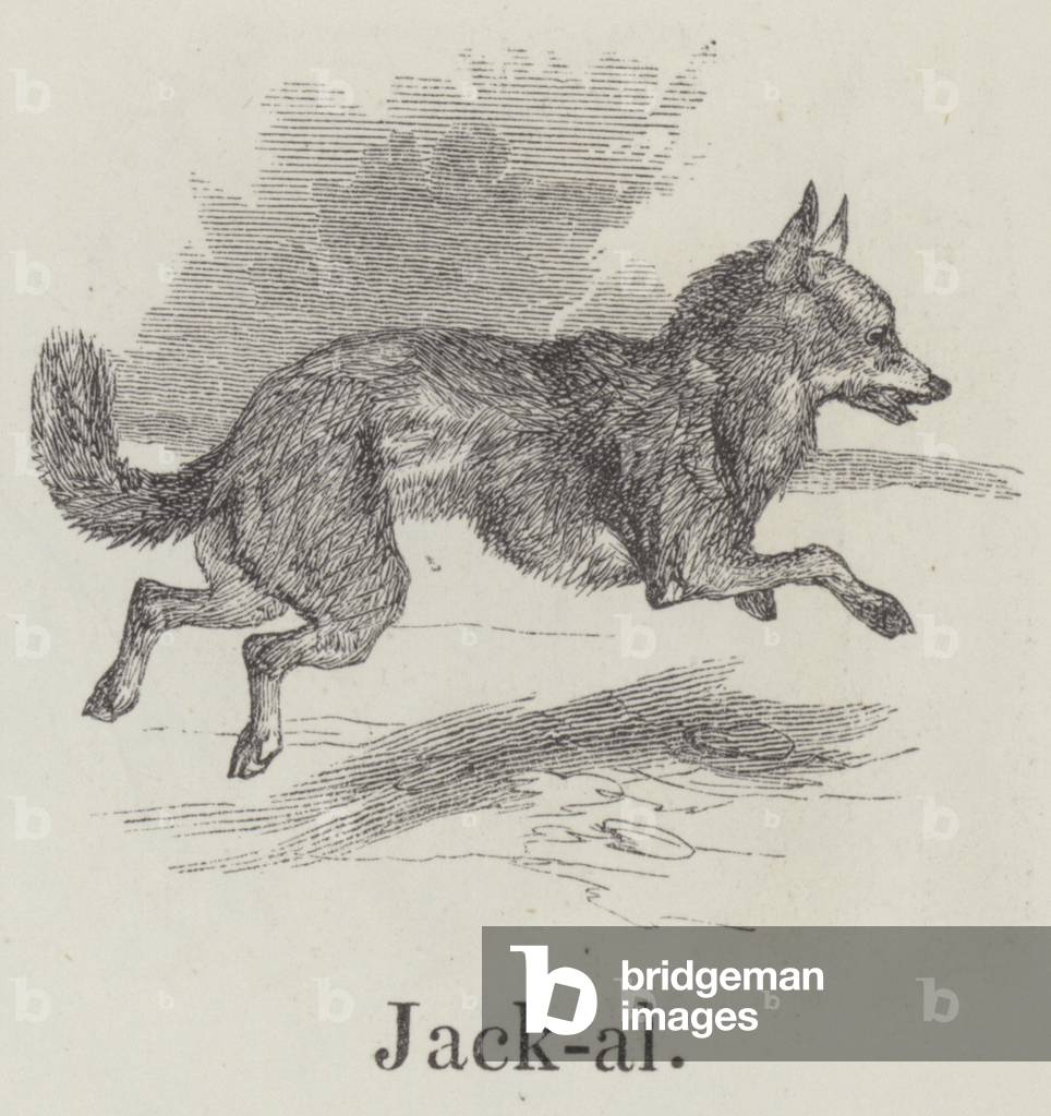 Jackal (engraving)