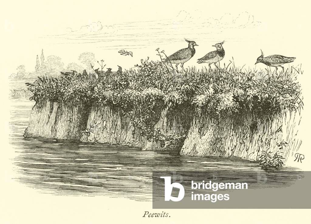 Peewits (engraving)