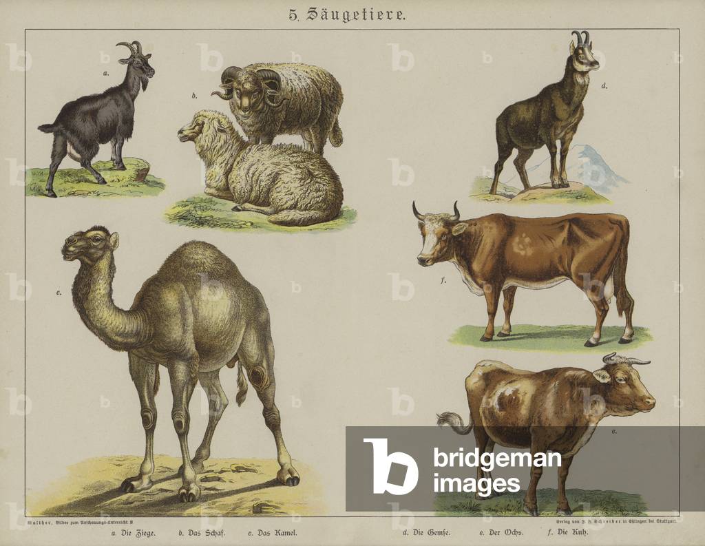 Animals (colour litho)