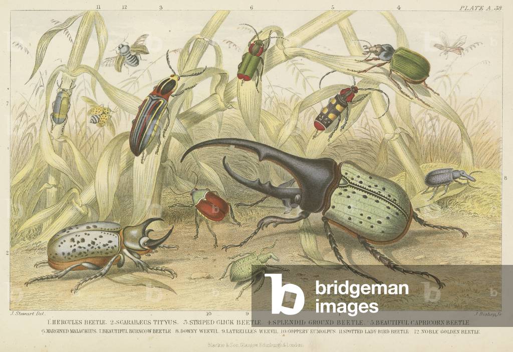 Beetles (coloured engraving)