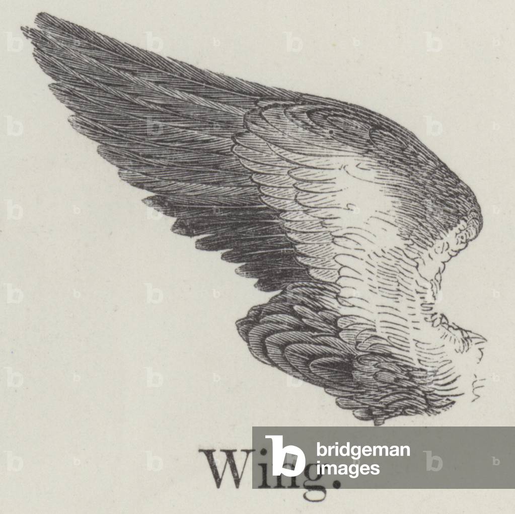 Wing (engraving)