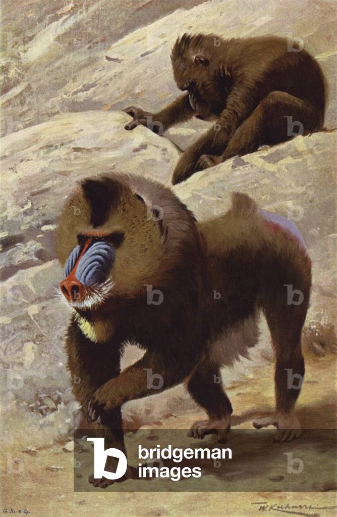 Mandrill (colour litho)