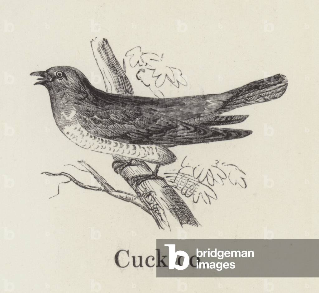 Cuckoo (engraving)