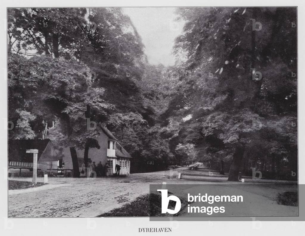 Kjobenhavn / Copenhagen: Dyrehaven (b/w photo)