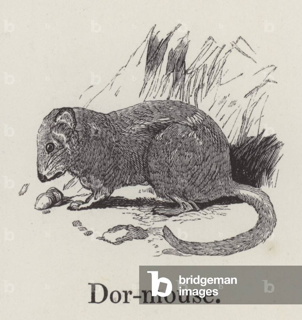 Dormouse (engraving)
