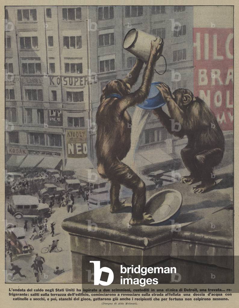 Two chimpanzees cooling off with water on the roof of a building in Detroit during a heatwave (colour litho)