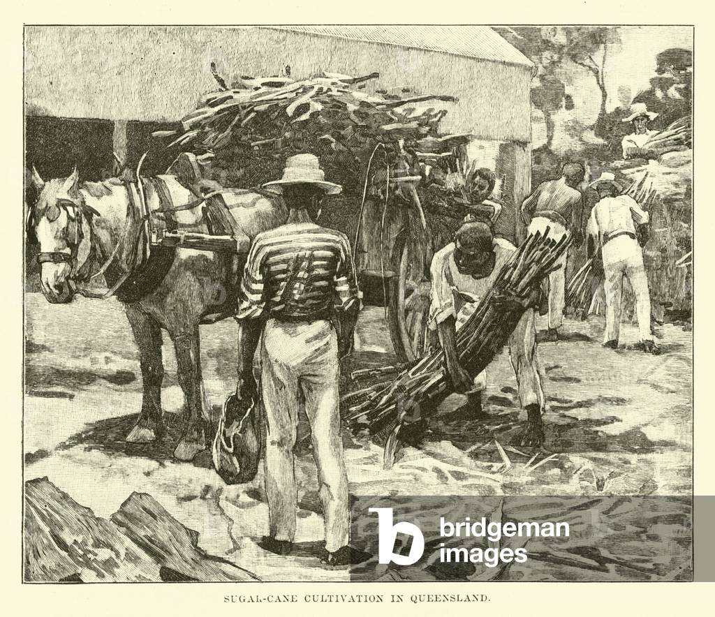 Sugar-cane Cultivation in Queensland (engraving)