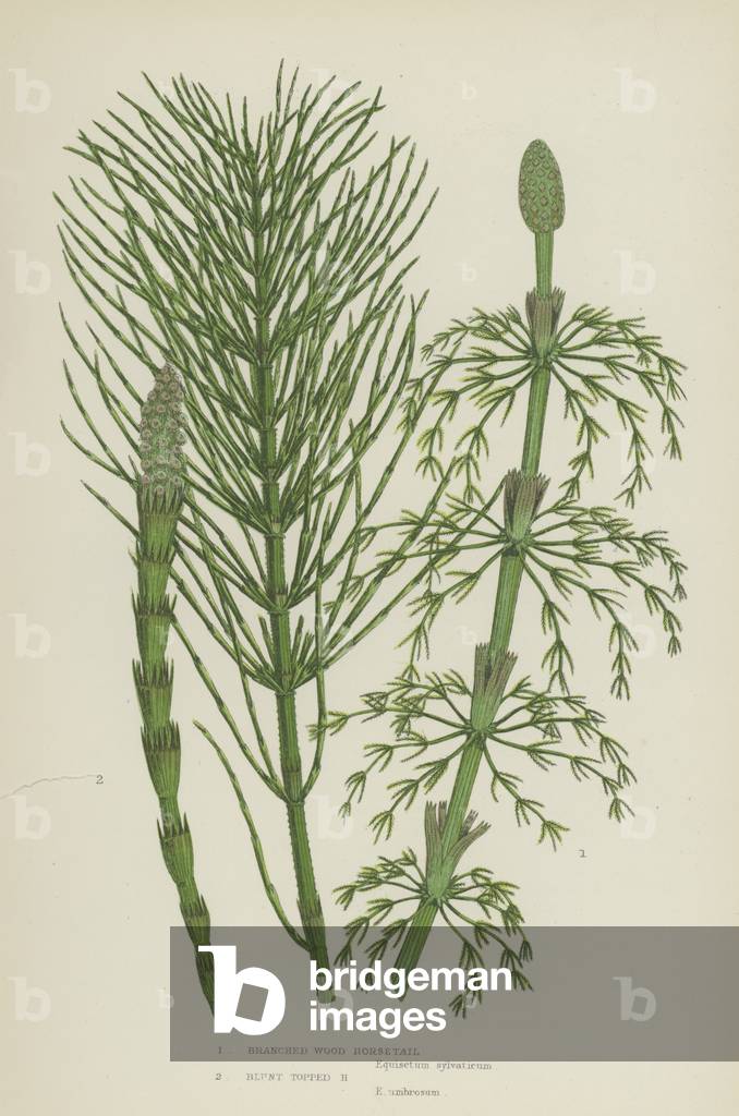 Branched Wood Horsetail, Blunt Topped Horsetail (colour litho)