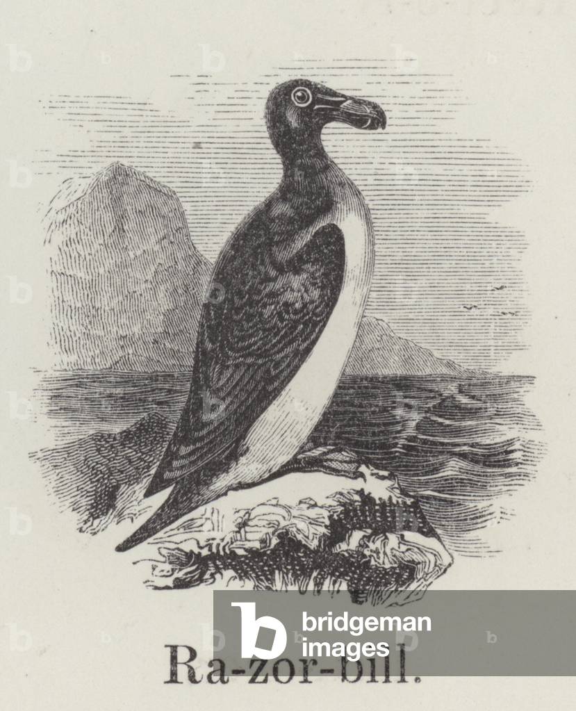 Razorbill (engraving)