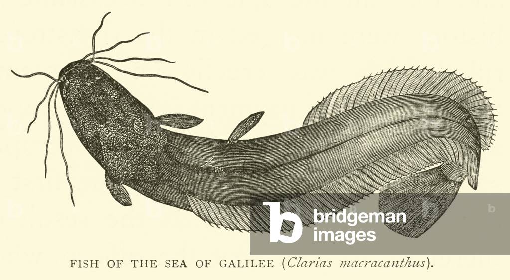 Fish of the Sea of Galilee, Clarias macracanthus (engraving)