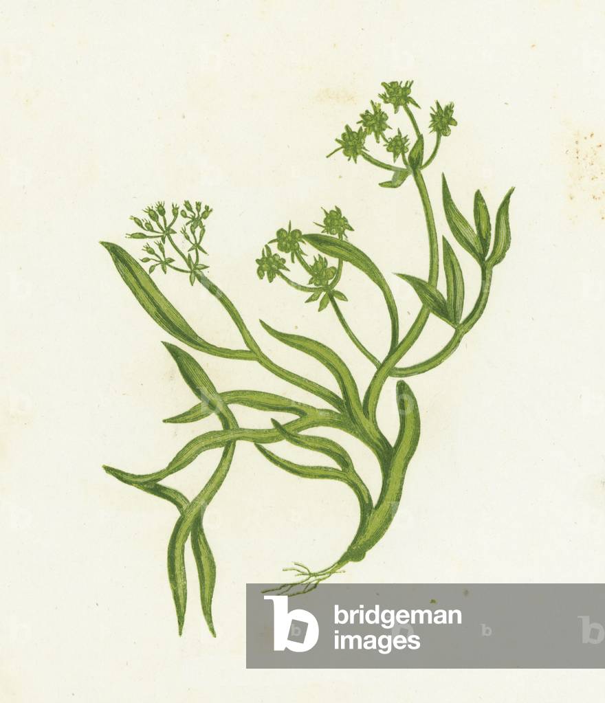 Samphire, Crithmum Maritimum (colour litho)