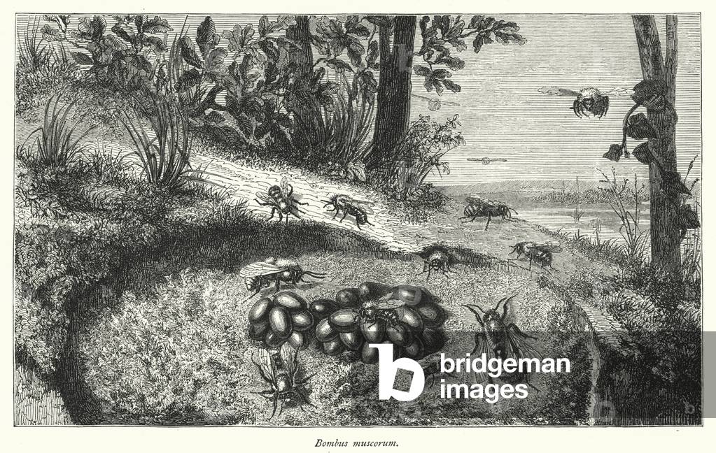 Bombus muscorum (engraving)