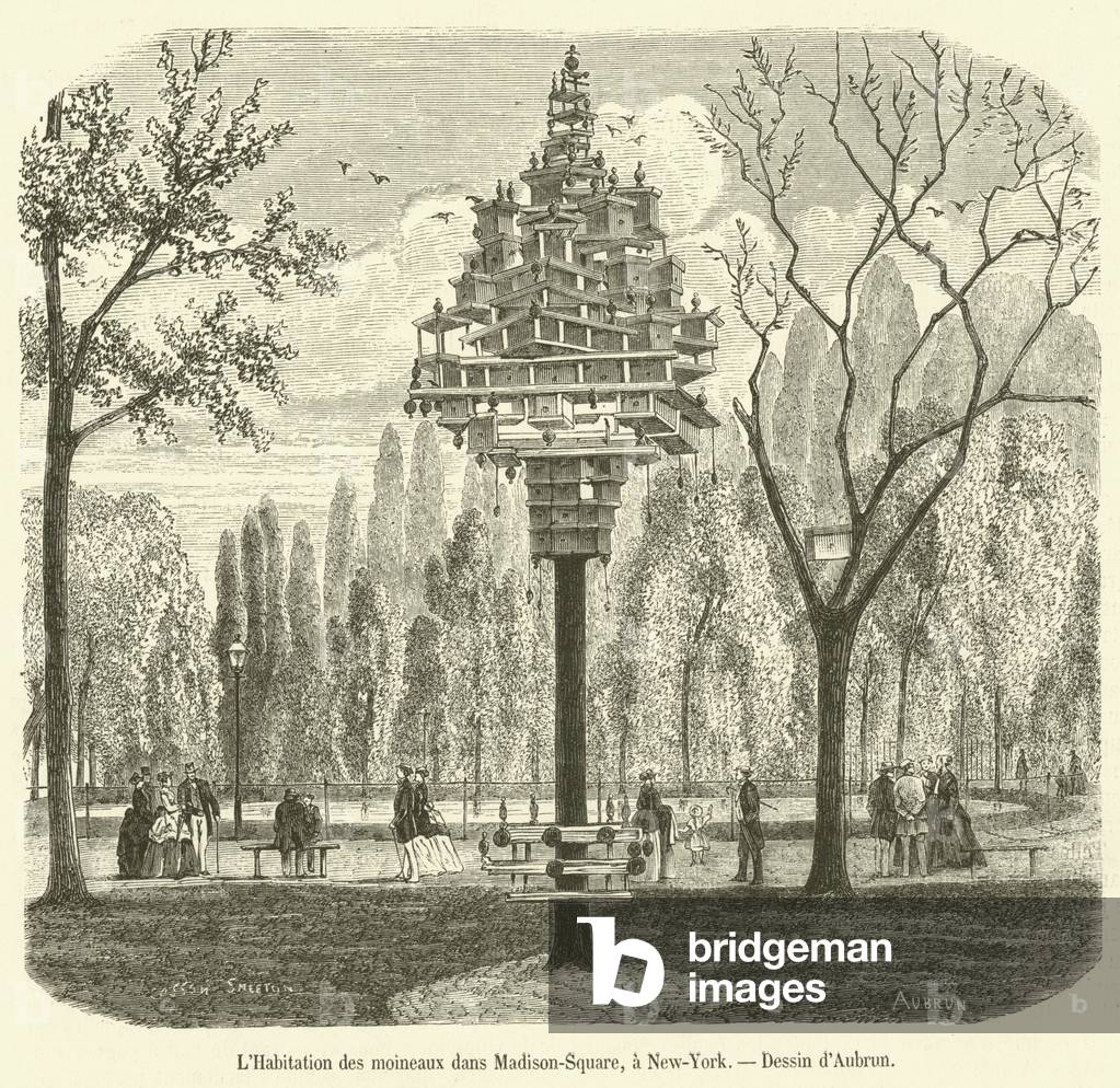 L'Habitation des moineaux dans Madison-Square, a New-York (engraving)