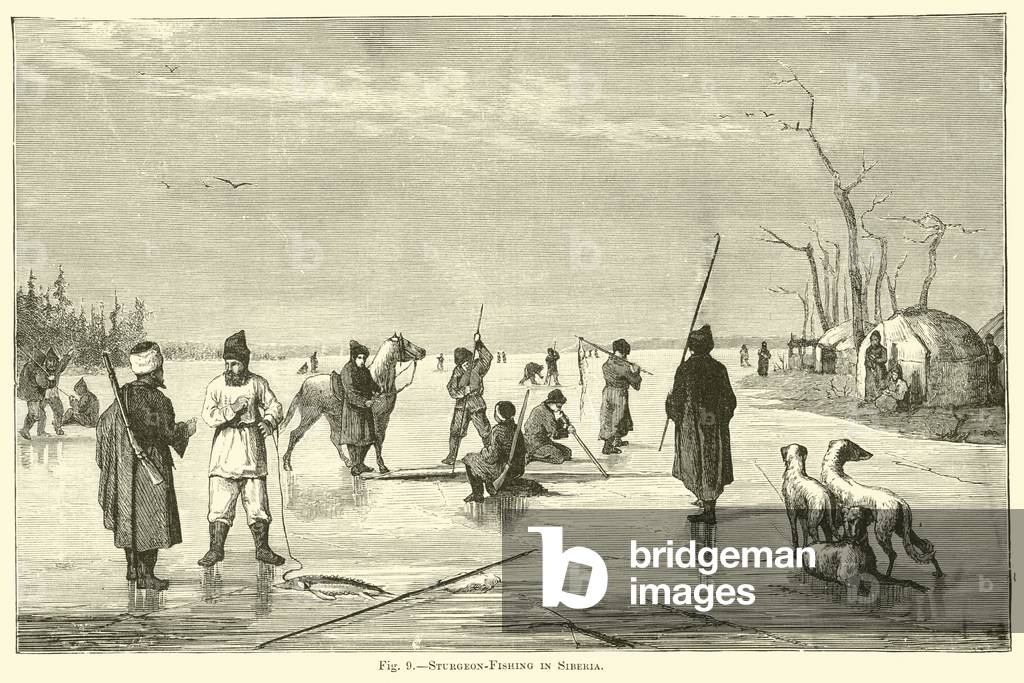 Sturgeon-Fishing in Siberia (engraving)