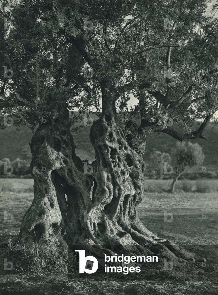 Turkey: Ihtiyar bir zeytin agaci, An Ancestral Olive Tree (b/w photo)