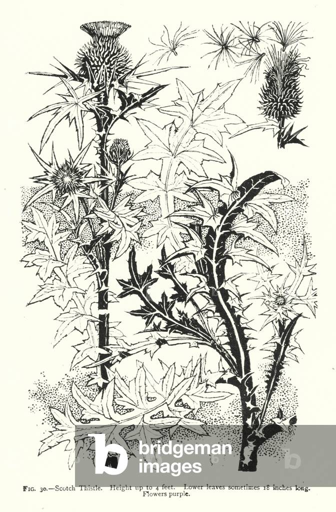 Scotch Thistle; Height up to 4 feet; Lower leaves sometimes 18 inches long; Flowers purple (engraving)
