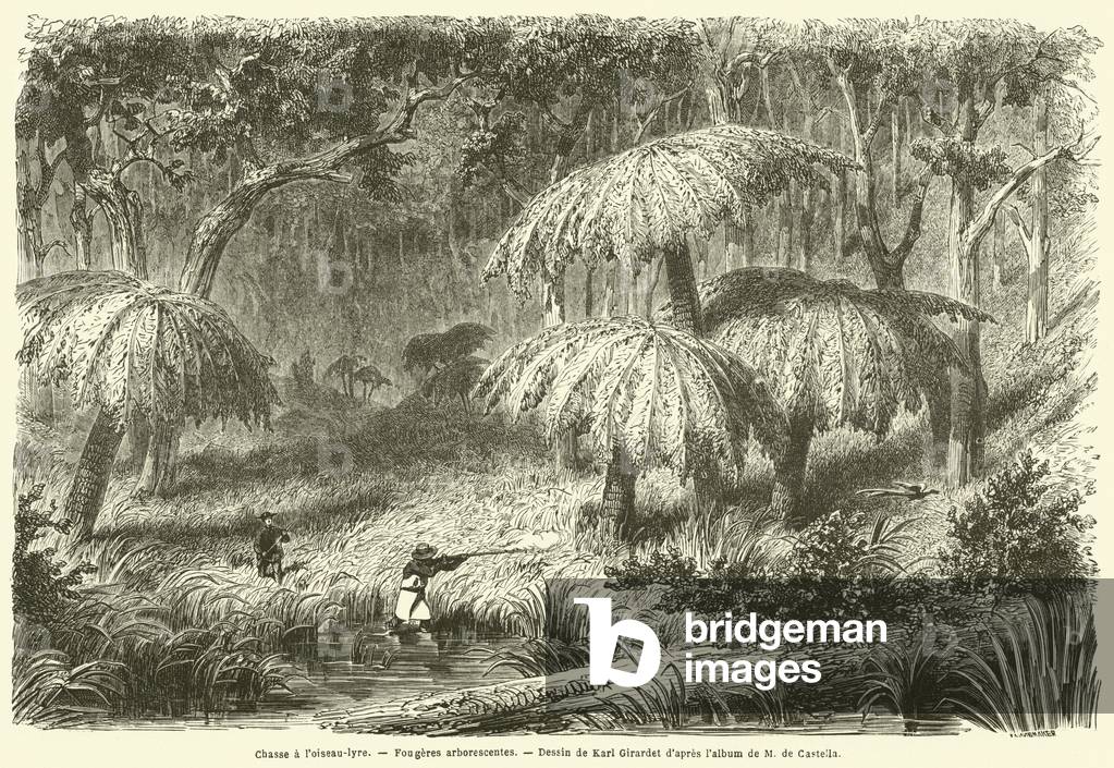 Chasse a l'oiseau-lyre, Fougeres arborescentes (engraving)